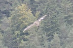 Faune